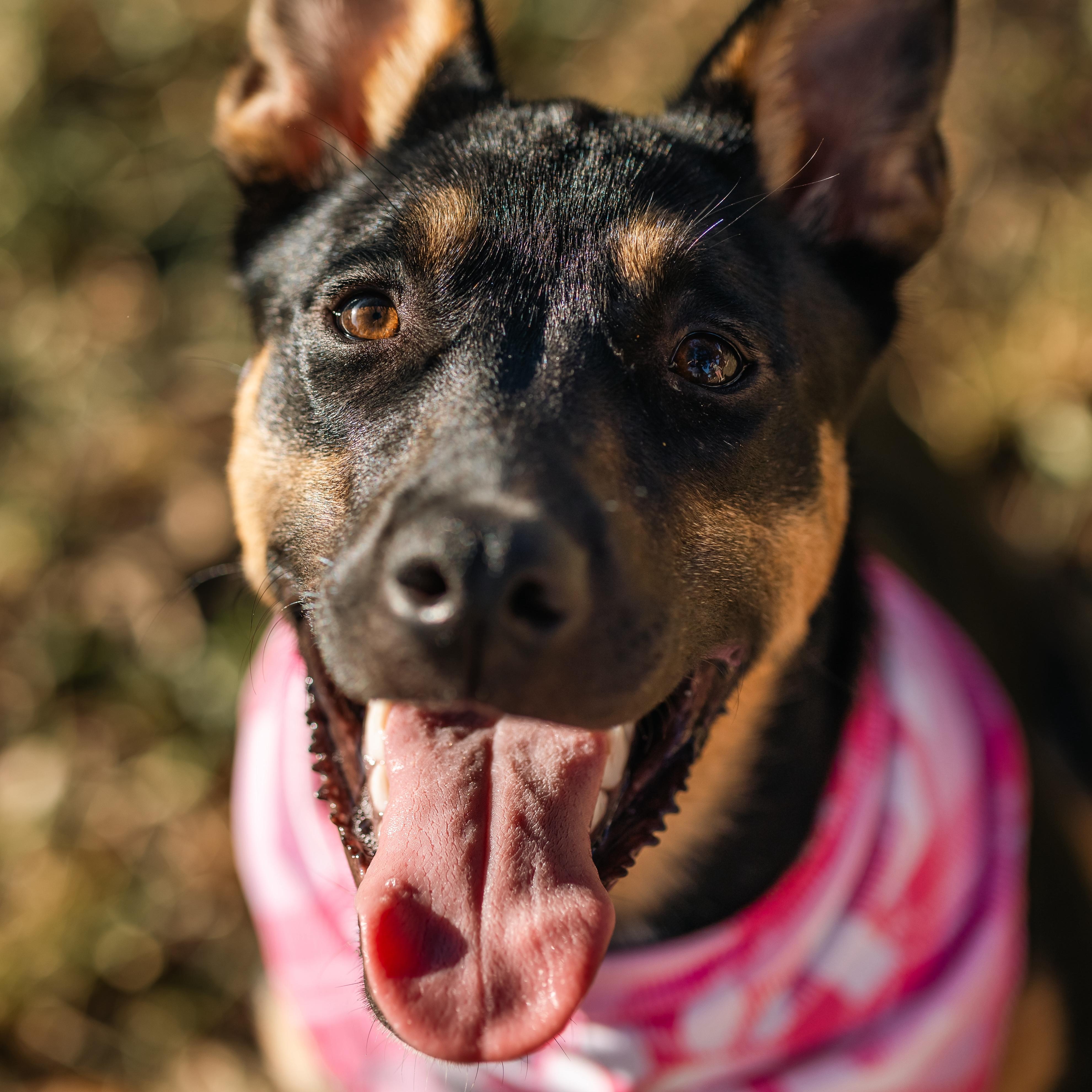 Enlarge Briar, a Adopted mixed breed in Houston, TX image 2/6