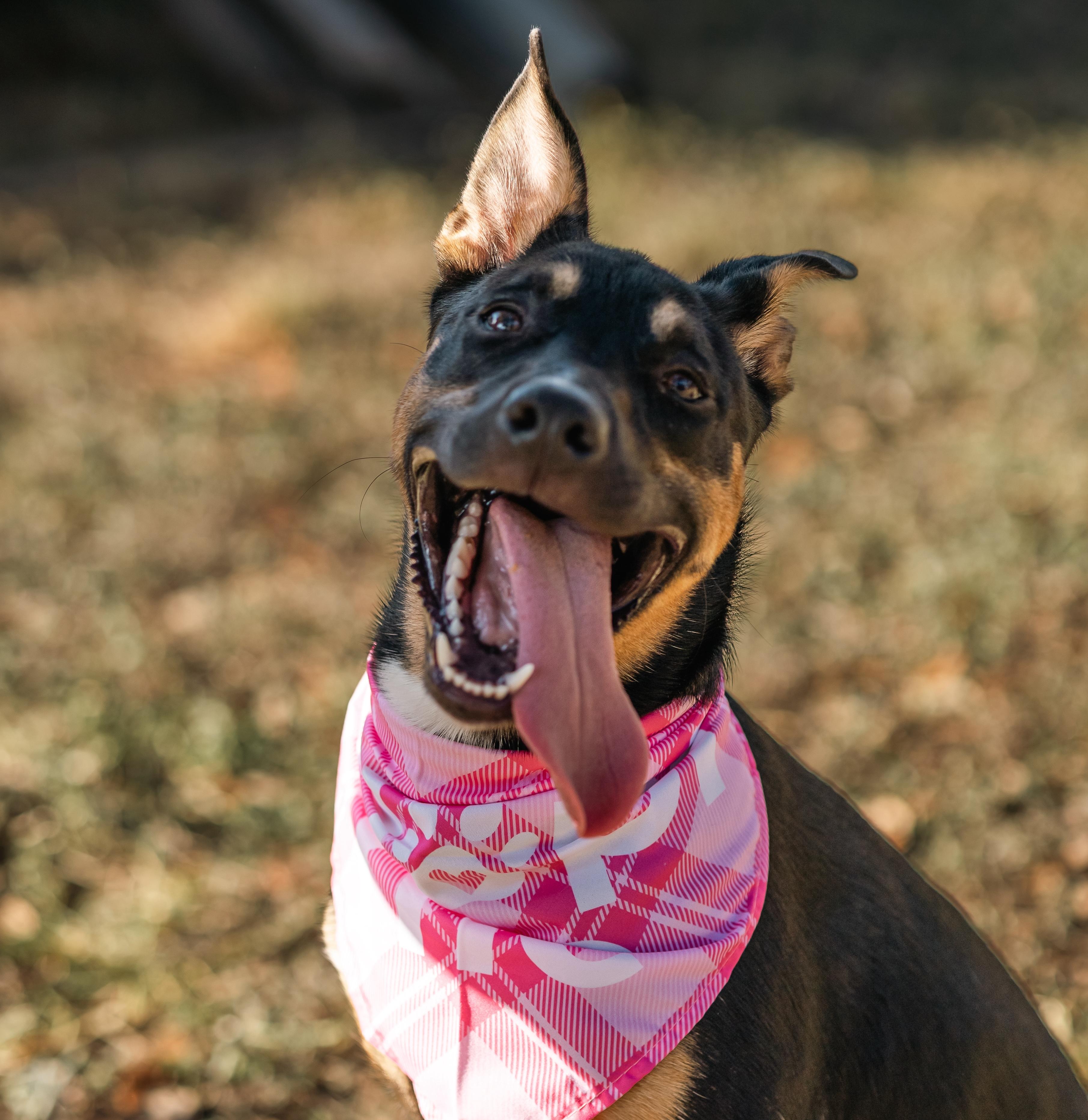 Enlarge Briar, a Adopted mixed breed in Houston, TX image 5/6