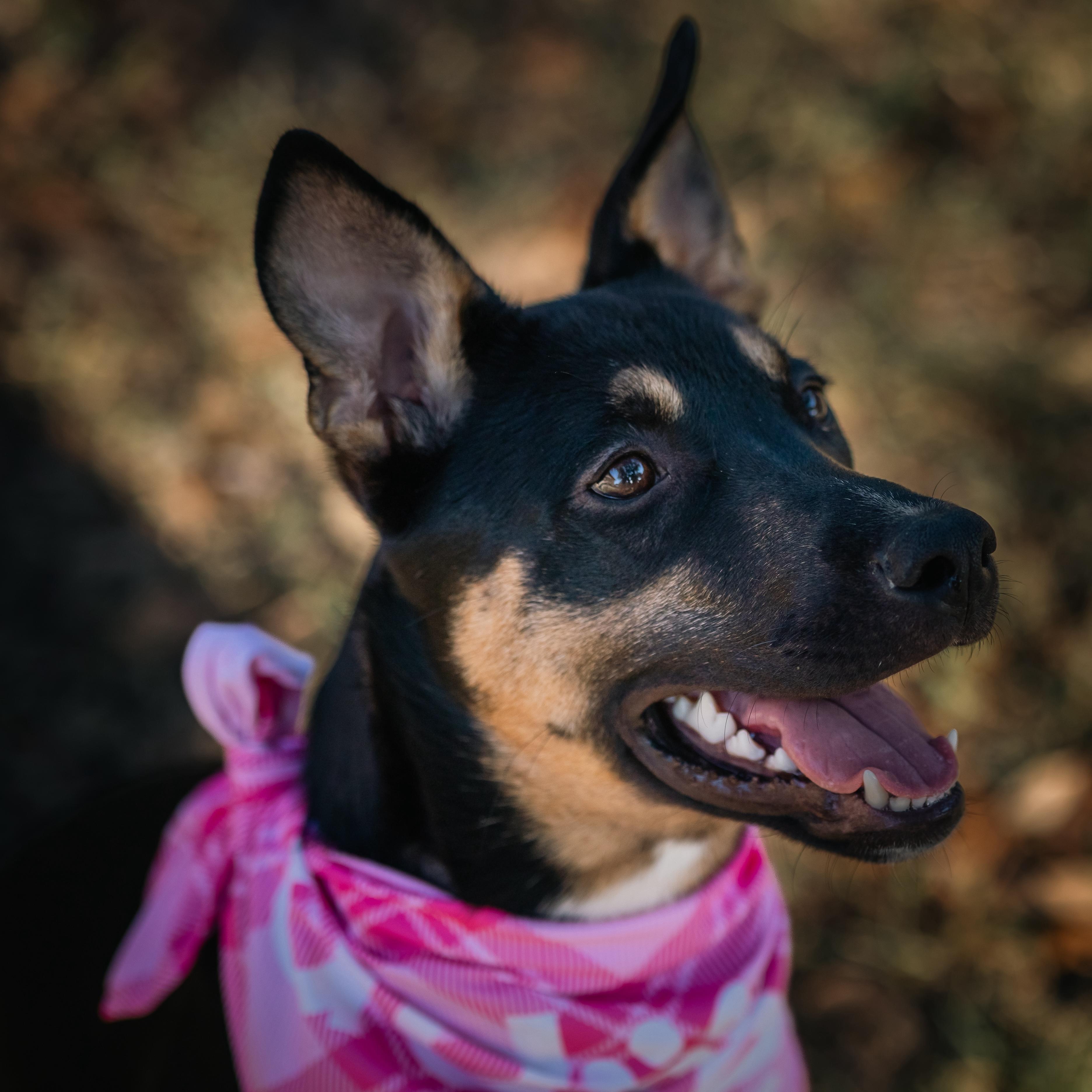Enlarge Briar, a Adopted mixed breed in Houston, TX image 3/6