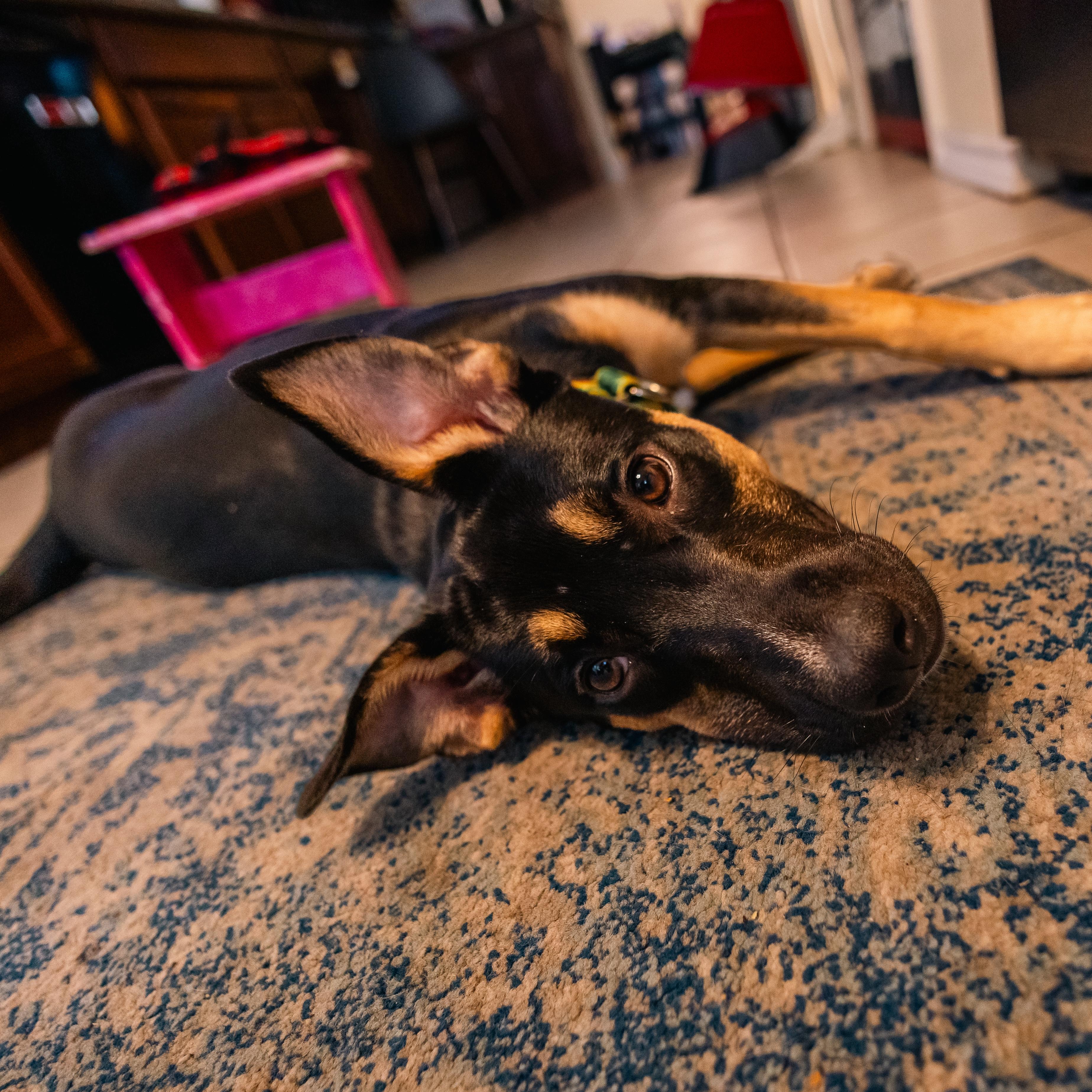 Enlarge Briar, a Adopted mixed breed in Houston, TX image 4/6