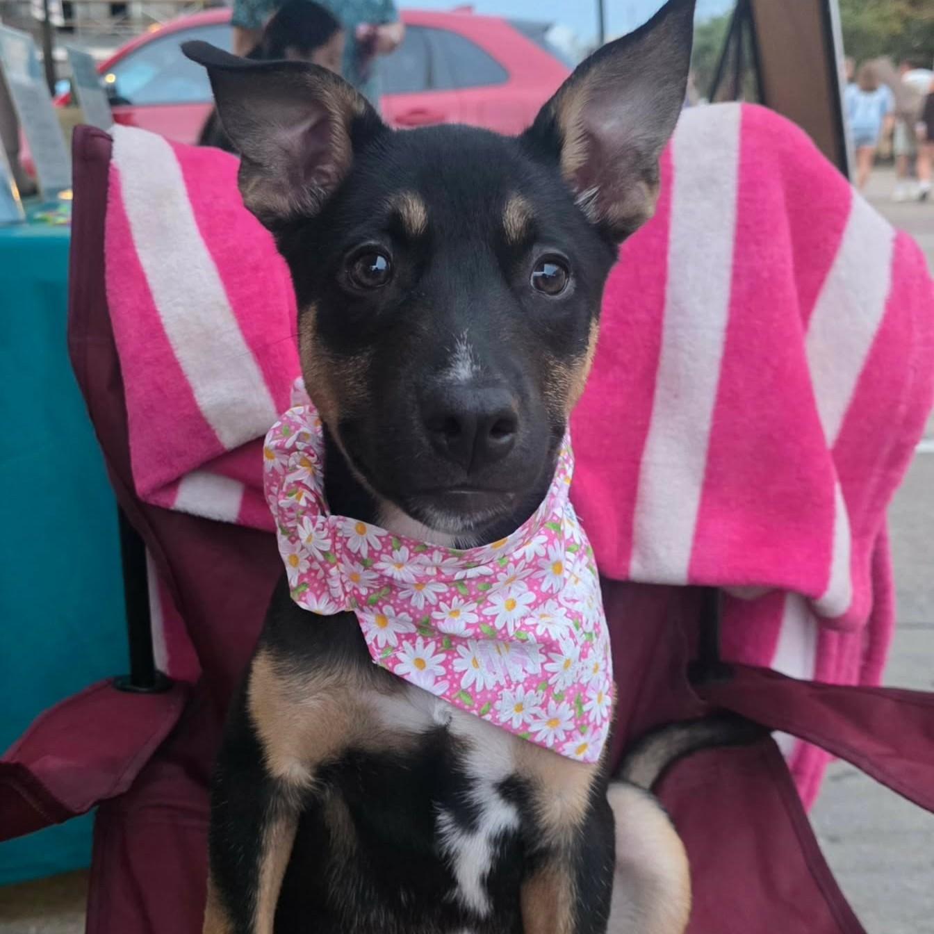 Enlarge Briar, a ADOPTABLE mixed breed in Houston, TX image 3/5