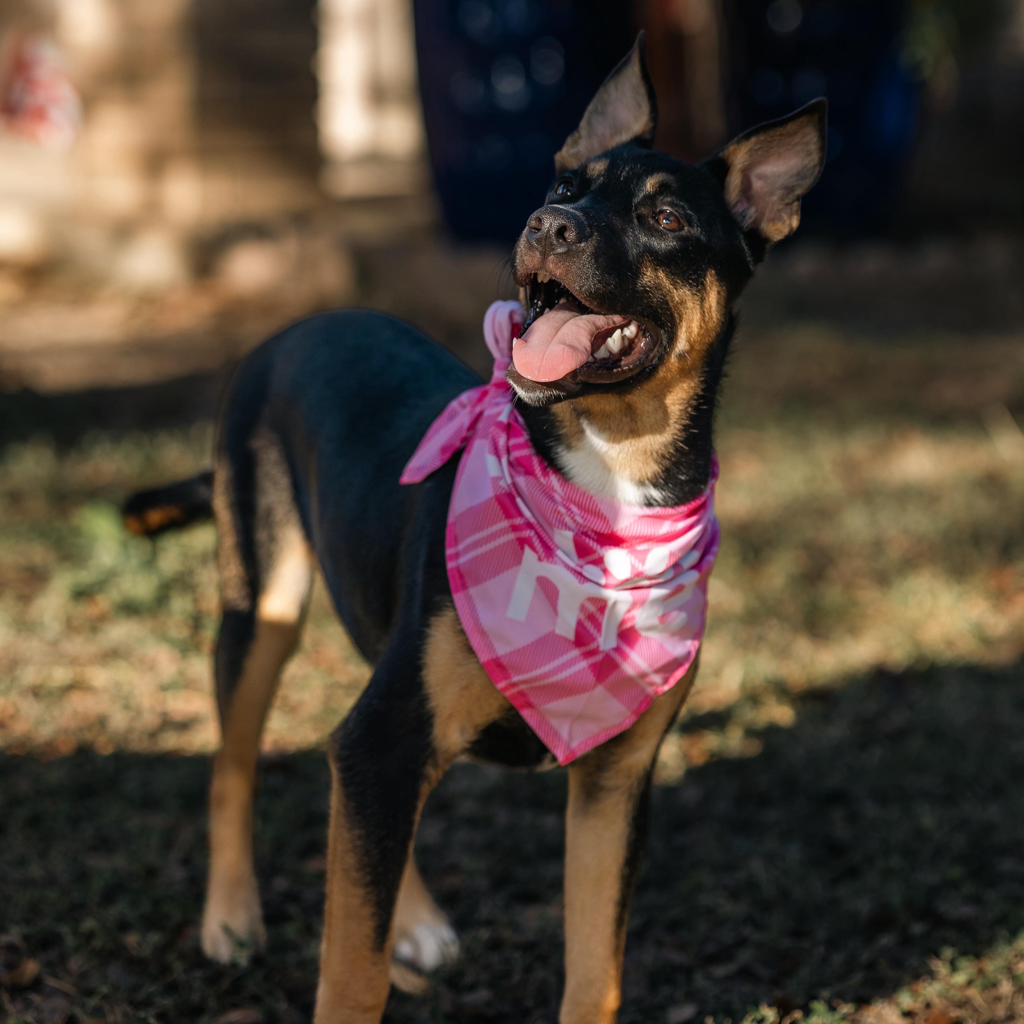Enlarge Briar, a Adopted mixed breed in Houston, TX image 6/6