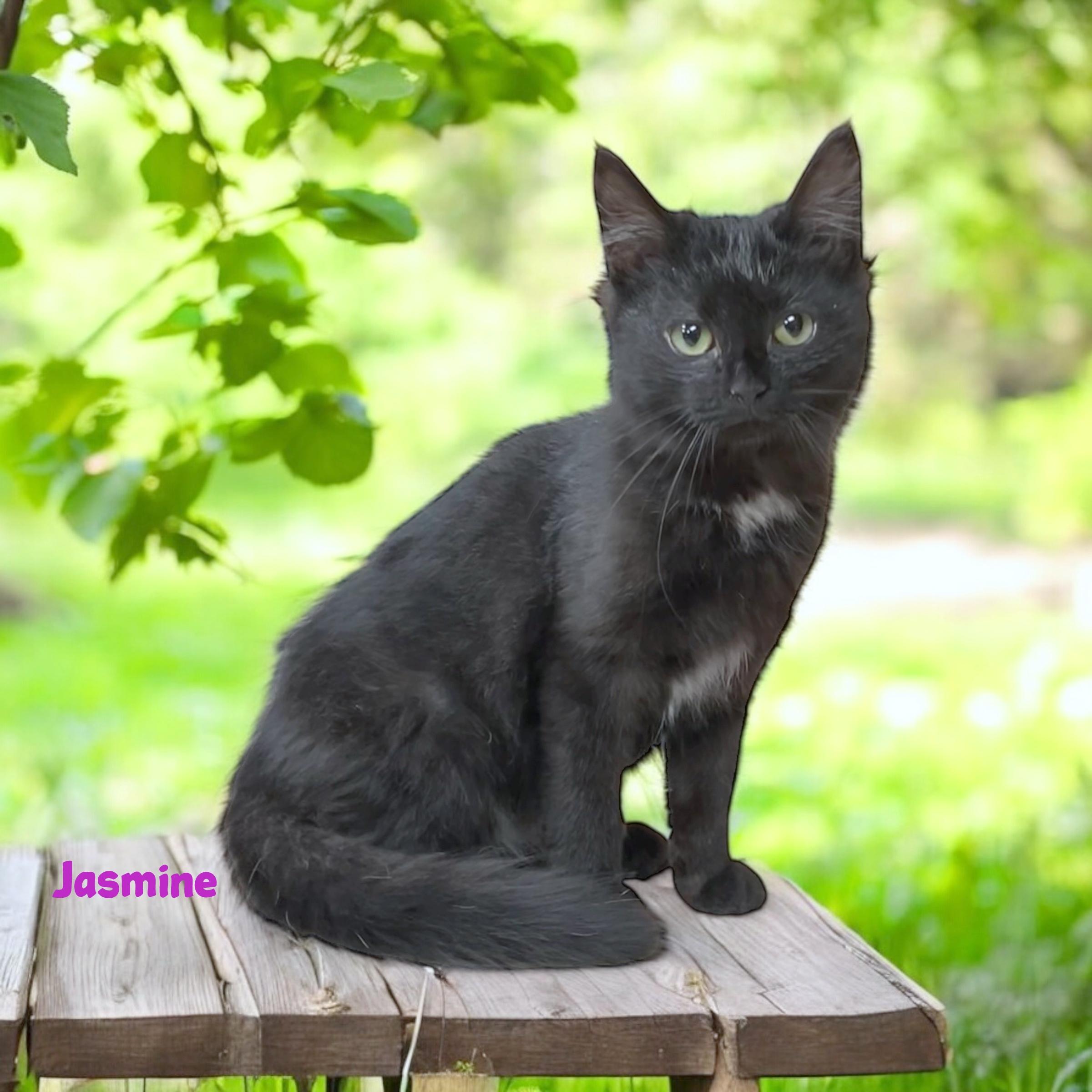 Enlarge JASMINE, a Adopted American Shorthair in Sumter, SC image 1/1