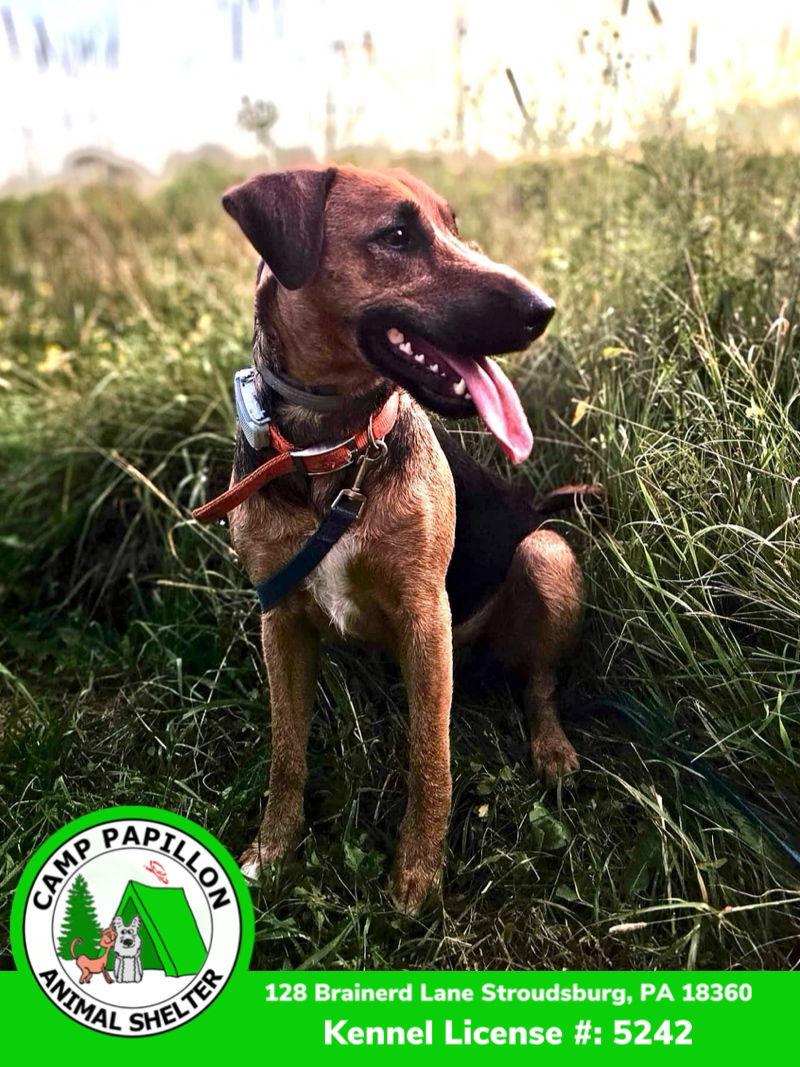 Precious, Adoptable, Young Female Airedale Terrier & Shepherd.