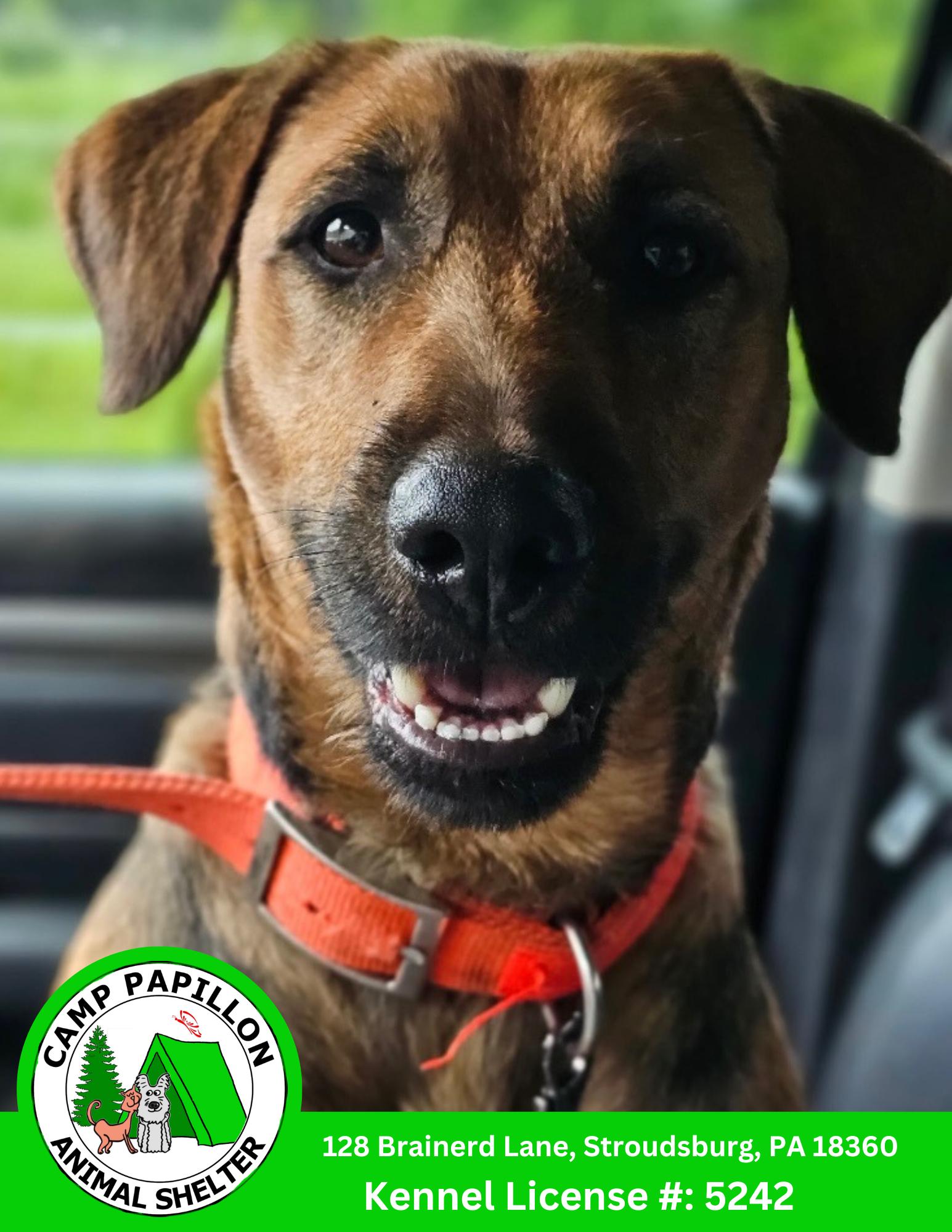 Enlarge Precious, a Adoptable mixed breed in Stroudsburg, PA image 1/1