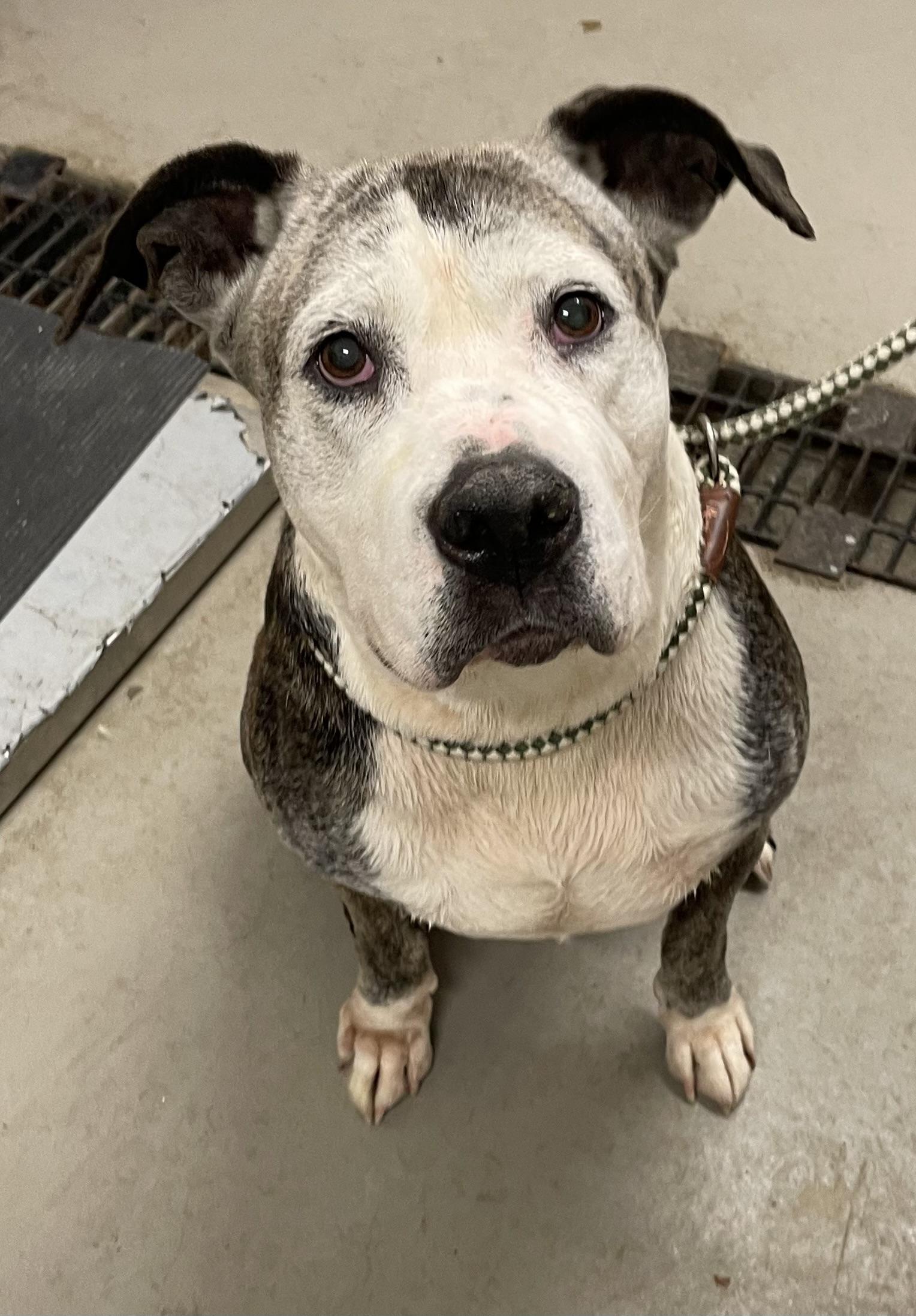 Vera TRANSFER TO TUSC HUMANE SOCIETY, adopted, Senior Female American Bulldog.