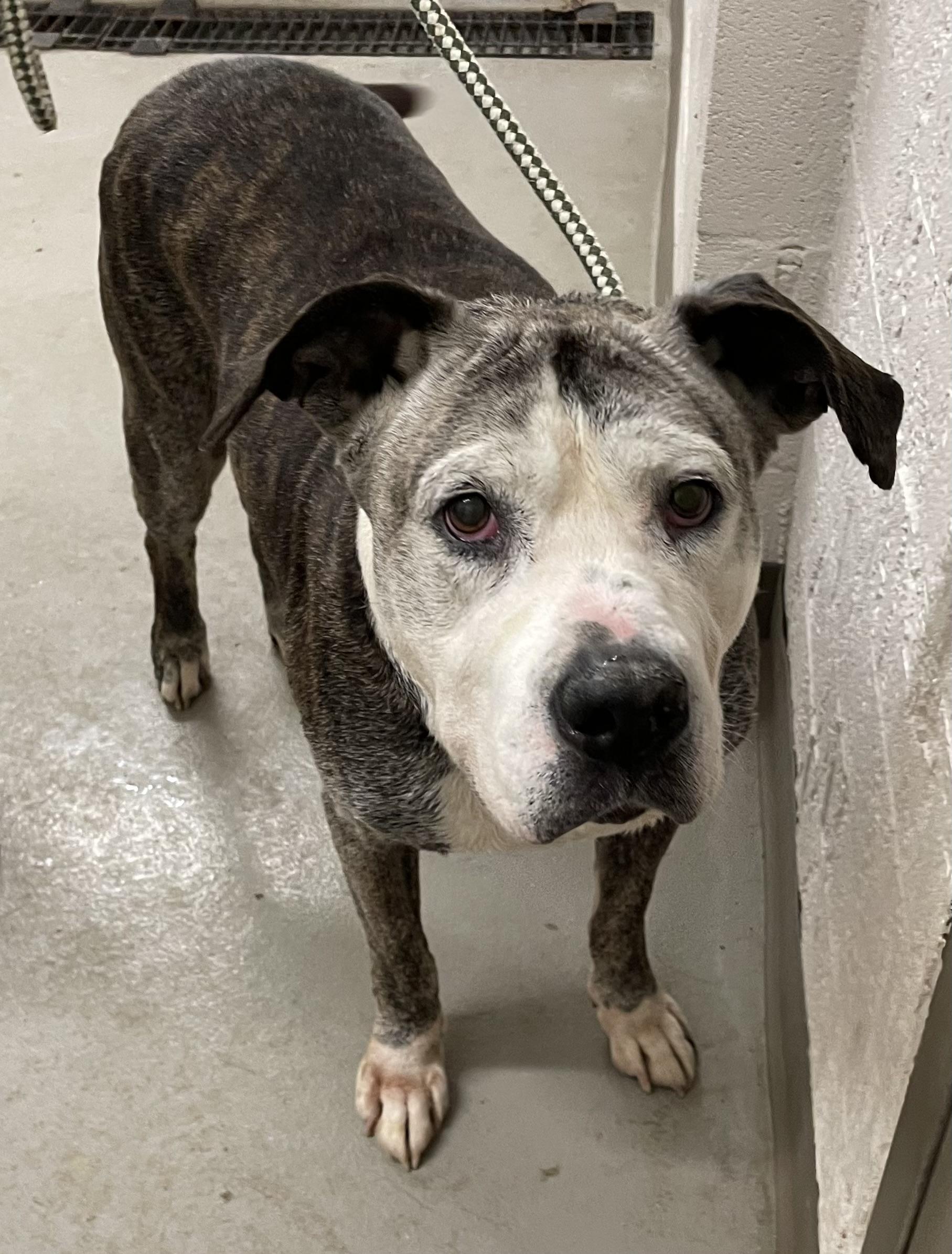 Enlarge Vera TRANSFER TO TUSC HUMANE SOCIETY, an adopted American Bulldog in Canton, OH image 2/2