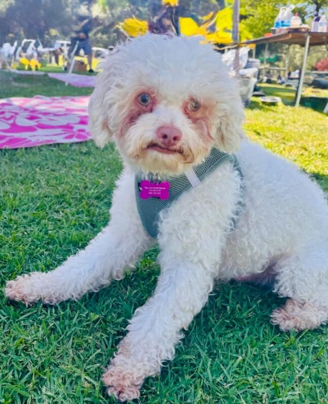Enlarge Dusty, a Adoptable Miniature Poodle in Valley Village, CA image 1/4