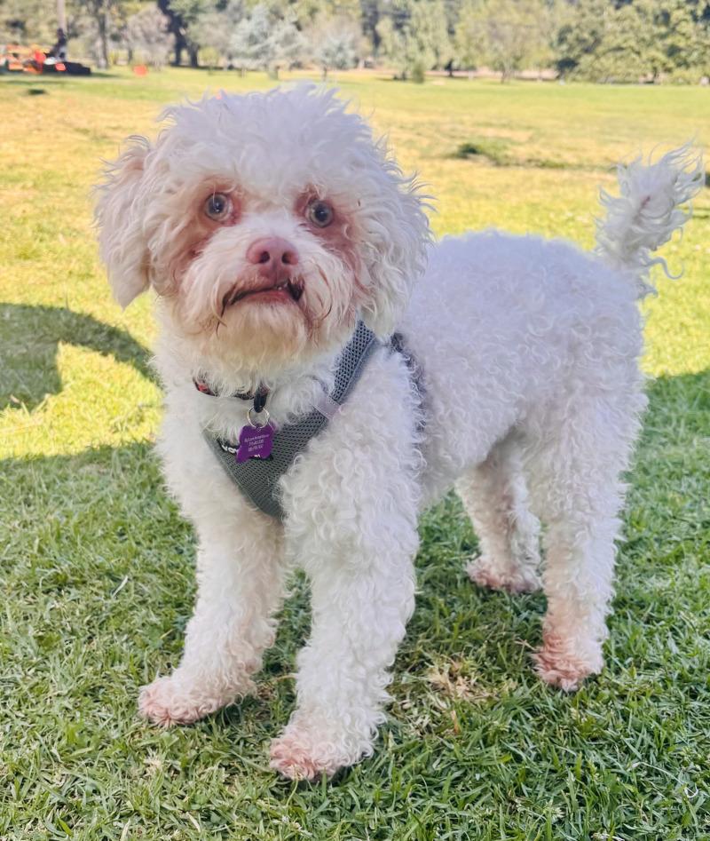 Enlarge Dusty, a Adoptable Miniature Poodle in Valley Village, CA image 2/4