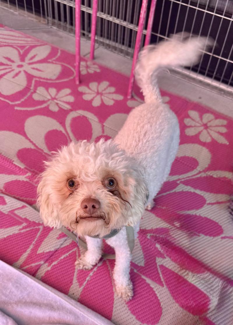 Enlarge Dusty, a Adoptable Miniature Poodle in Valley Village, CA image 4/5