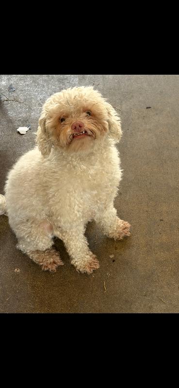Enlarge Dusty, a Adoptable Miniature Poodle in Valley Village, CA image 1/2