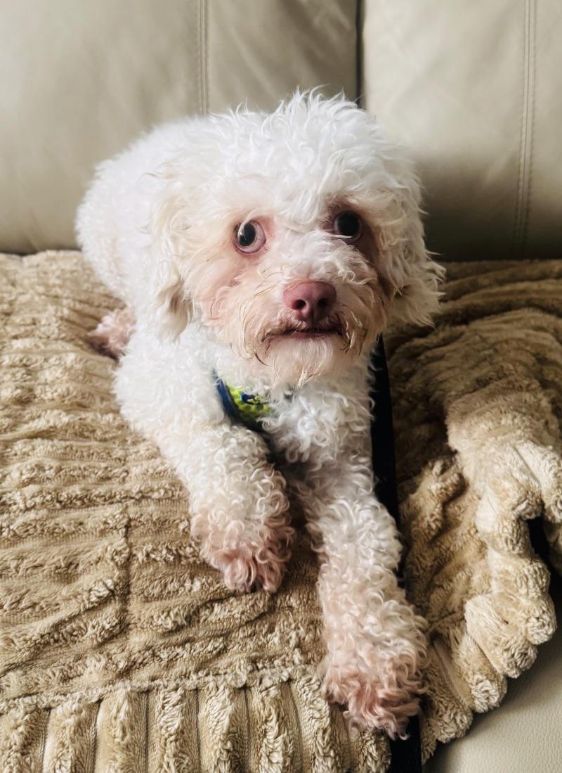 Enlarge Dusty, a Adoptable Miniature Poodle in Valley Village, CA image 2/2