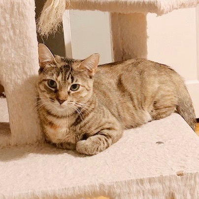 Hoagie *bonded with Shorti*, Adoptable, Young Female Tabby & Calico.