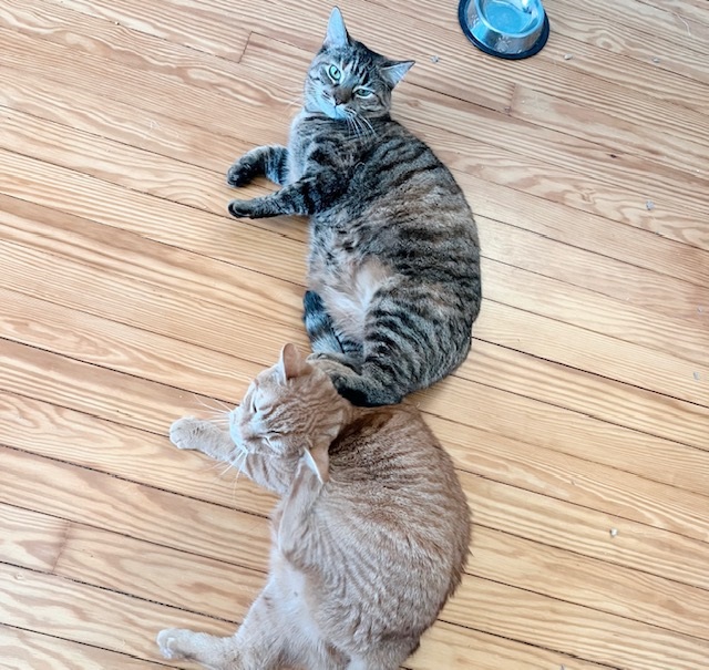 Enlarge Hoagie *bonded with Shorti*, a Adoptable mixed breed image 5/6