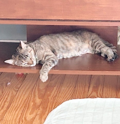 Hoagie Bonded With Shorti thumbnail 4