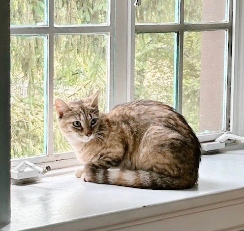 Hoagie *bonded with Shorti*