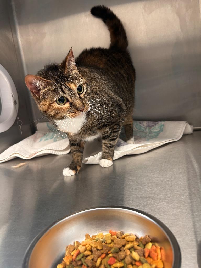 Enlarge Paprika, a Adoptable mixed breed in Clarksville, TN image 1/2