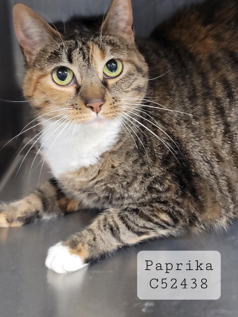 Enlarge Paprika, a Adoptable mixed breed in Clarksville, TN image 2/2