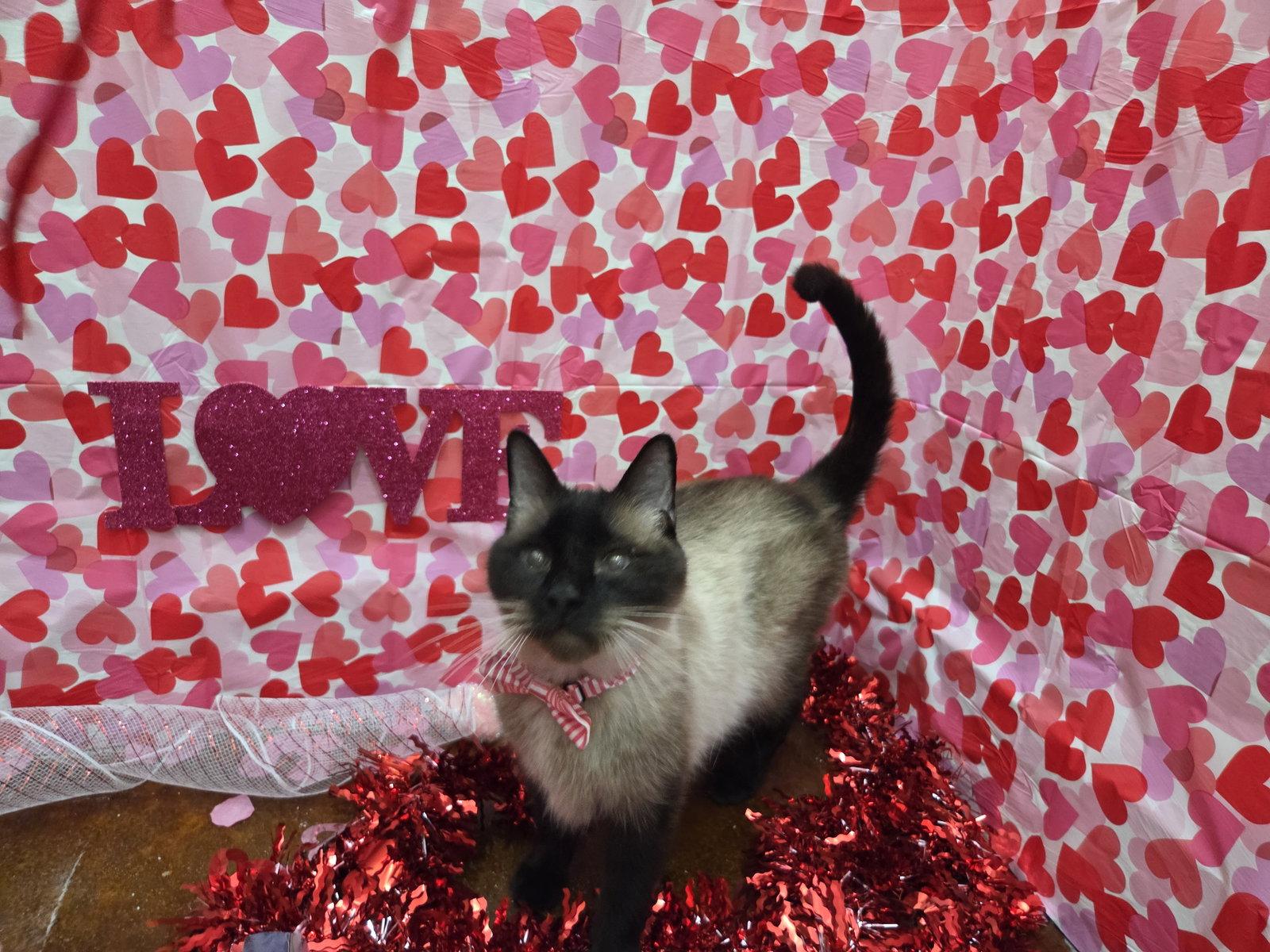 Enlarge Diesel, a Adoptable mixed breed in Magnolia Springs, AL image 2/3