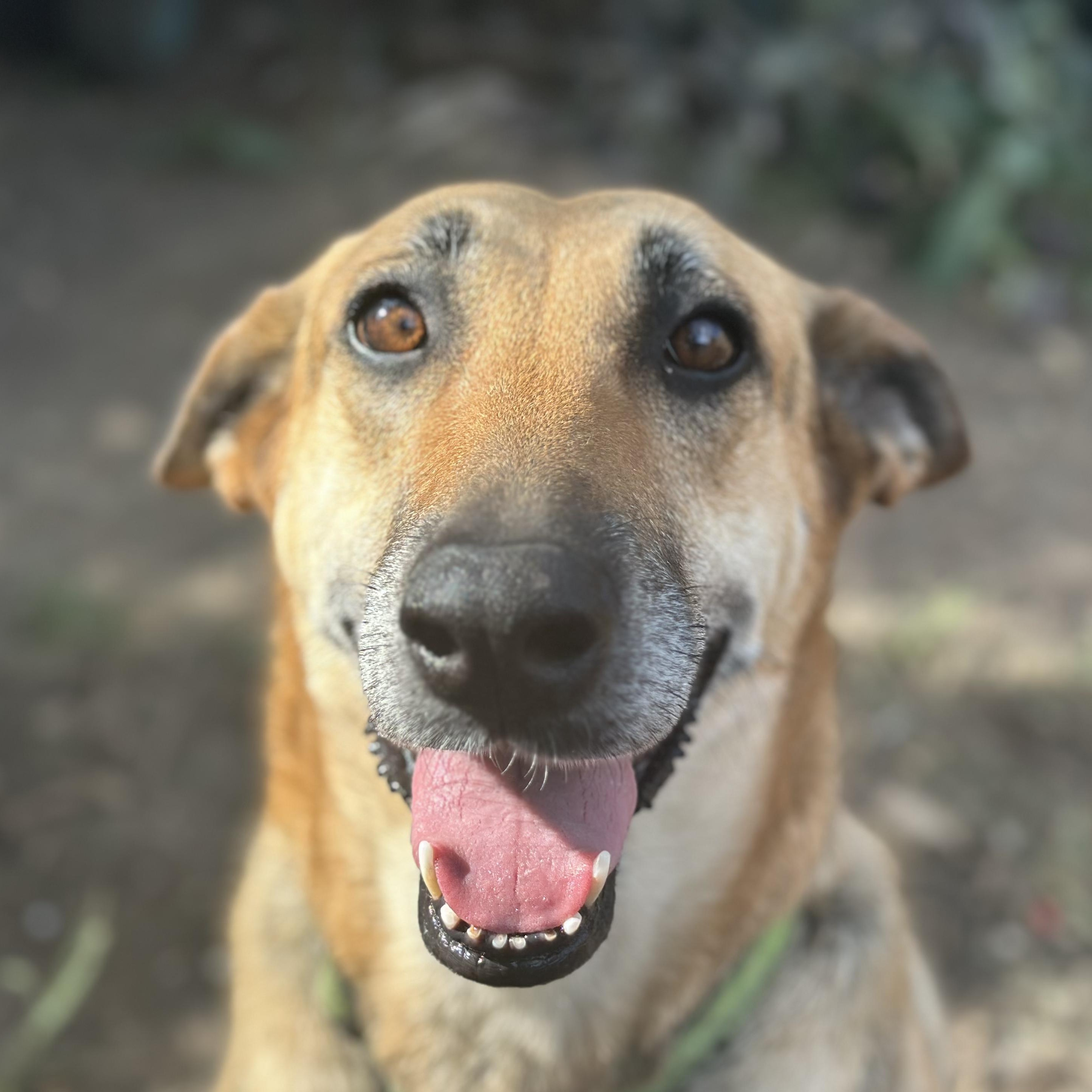 Chime, Adoptable, Adult Female German Shepherd Dog.