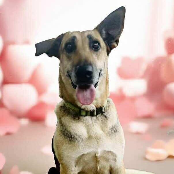 Chime, a Adoptable German Shepherd Dog in Brattleboro , VT image 2/6