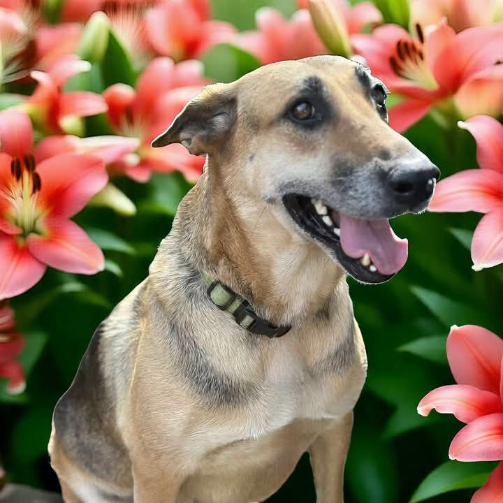 Chime, a Adoptable German Shepherd Dog in Brattleboro , VT image 5/6