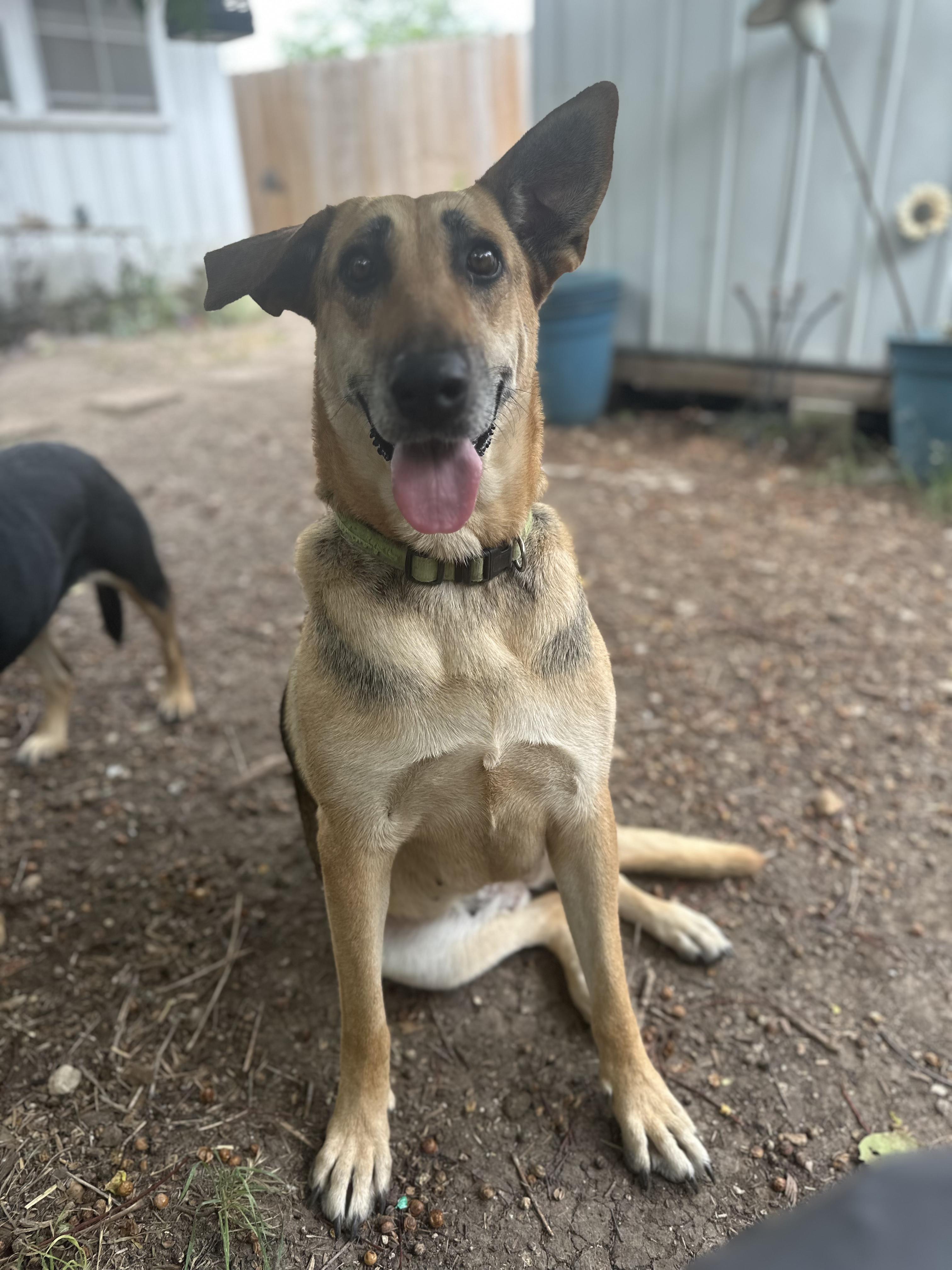 Chime, a Adoptable German Shepherd Dog in Brattleboro , VT image 6/6