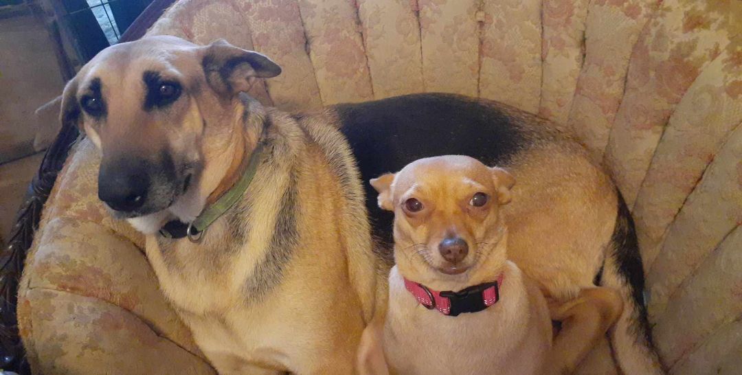 Chime, a Adoptable German Shepherd Dog in Brattleboro , VT image 3/6