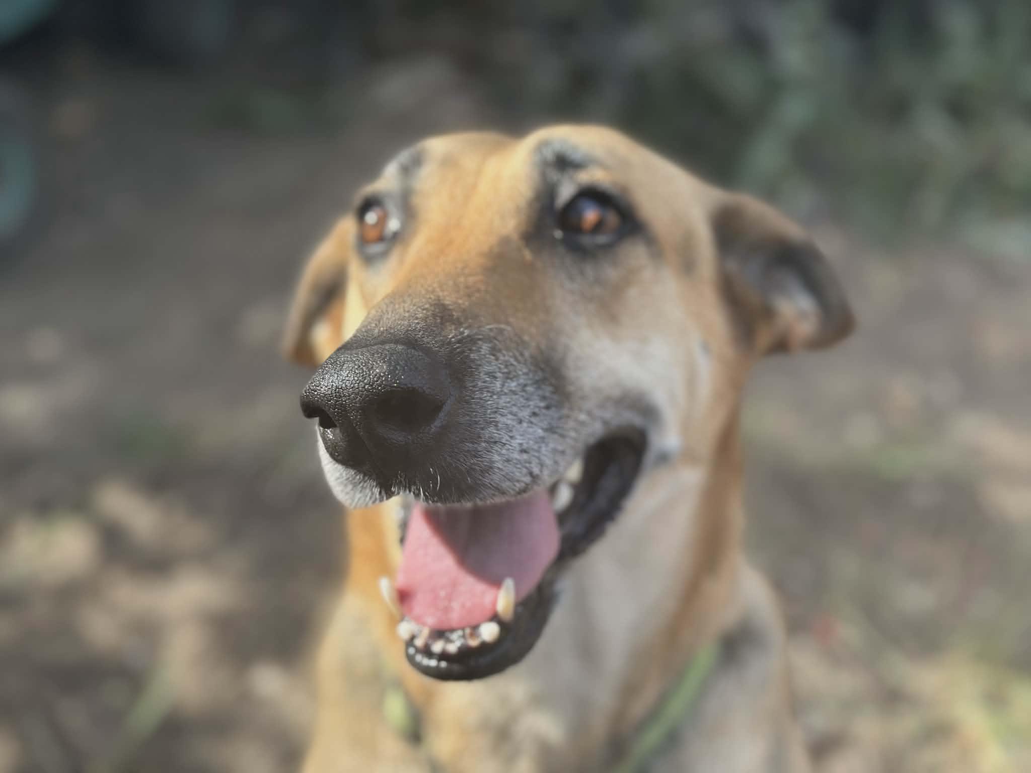 Chime, a Adoptable mixed breed in Brattleboro , VT image 1/6