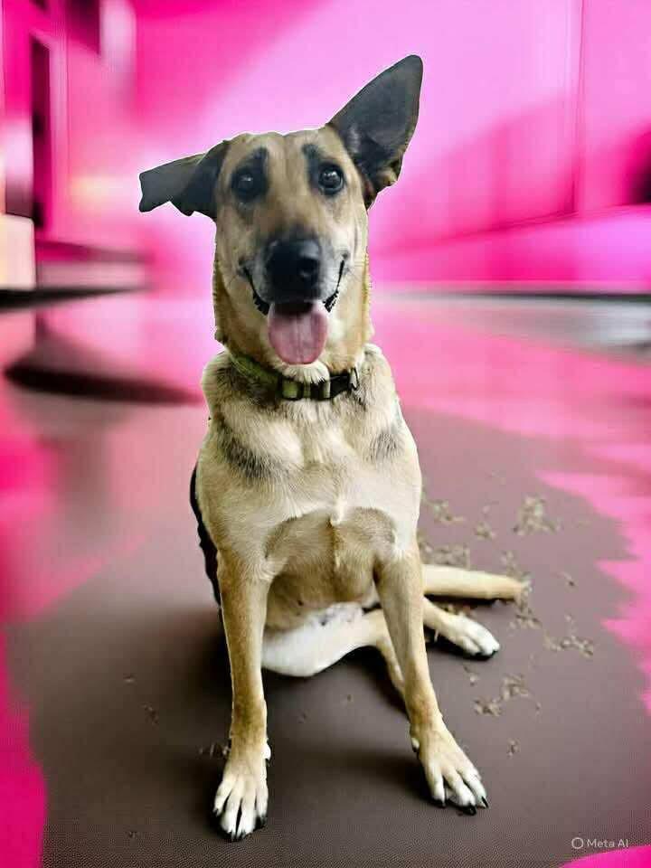 Chime, a Adoptable German Shepherd Dog in Brattleboro , VT image 1/6