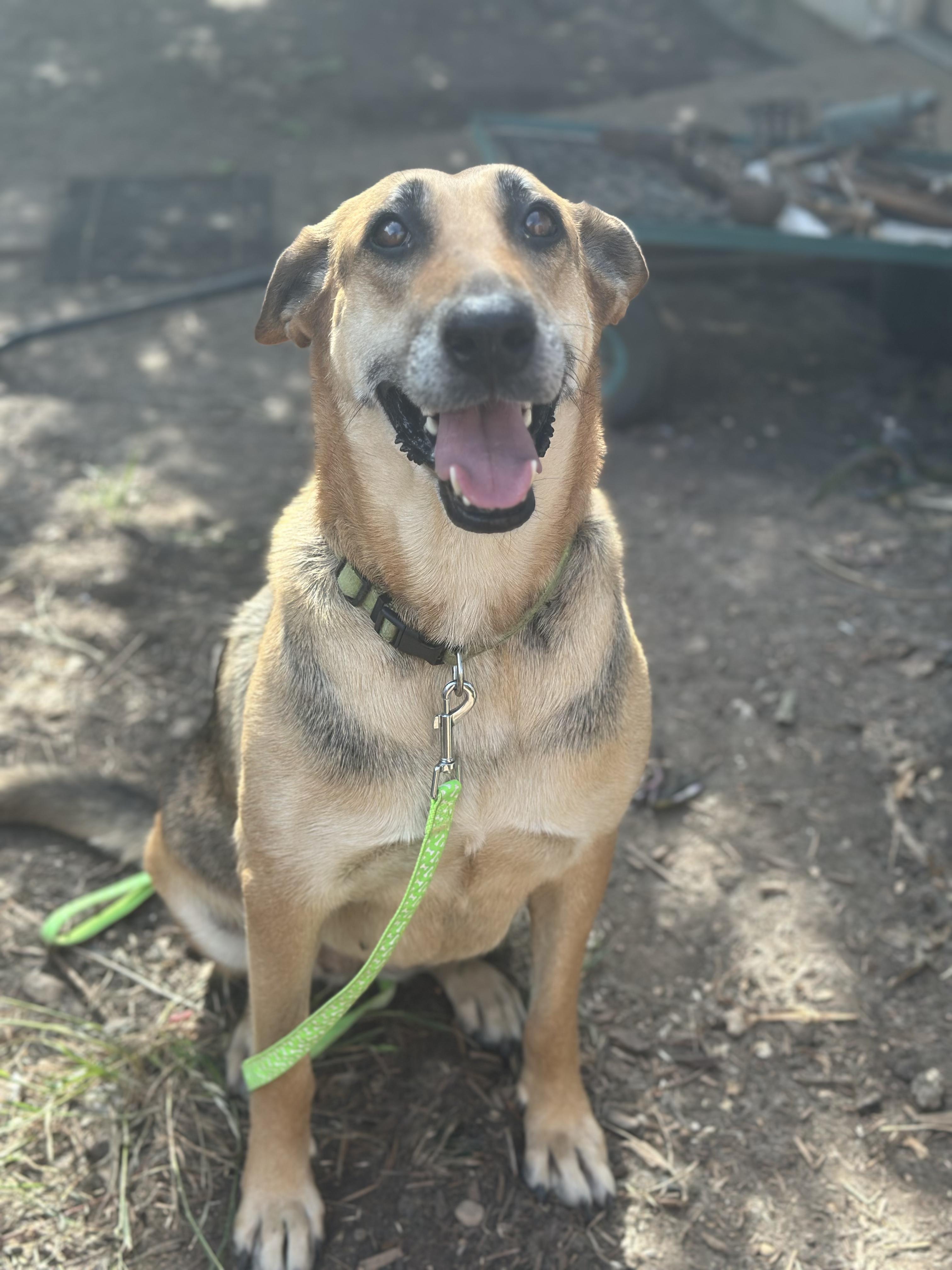 Enlarge Chime, a Adoptable mixed breed in Brattleboro , VT image 6/6