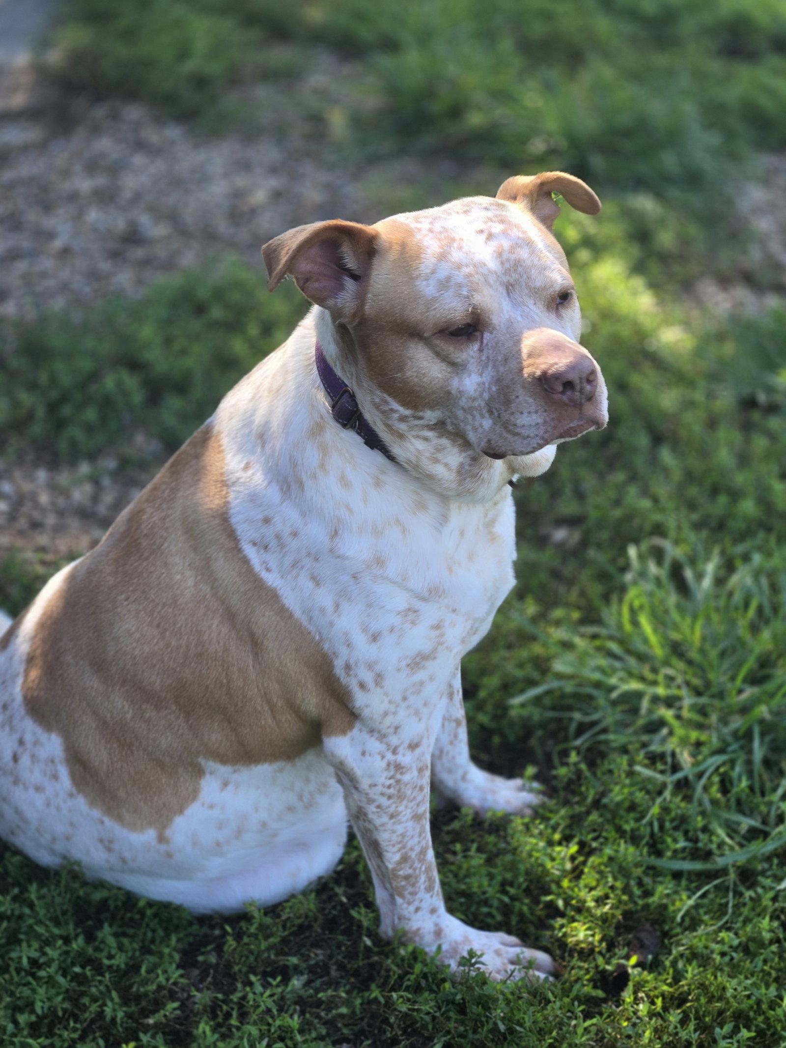Enlarge Leona, a Adoptable mixed breed in Boston, KY image 1/2