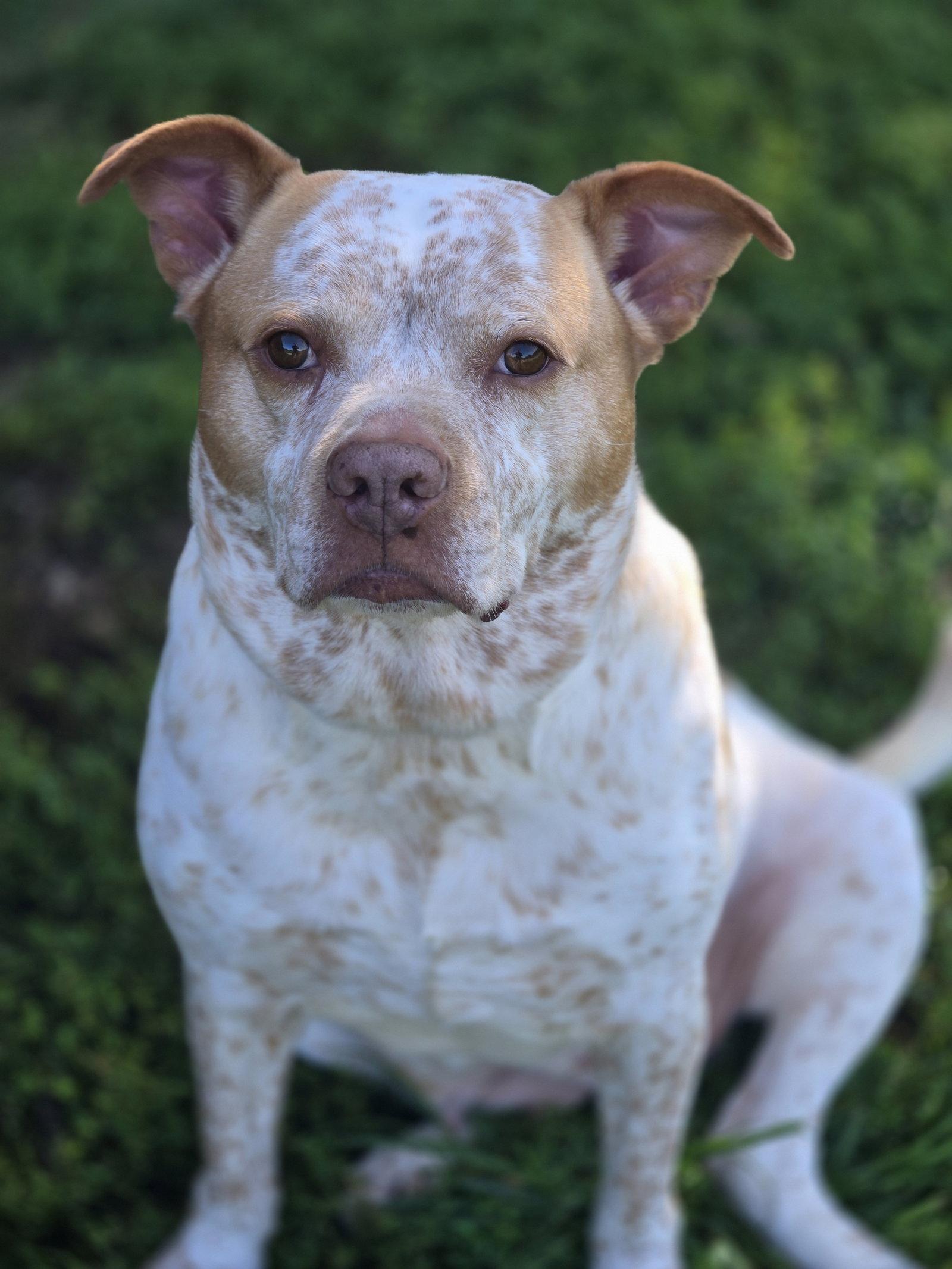 Enlarge Leona, a Adoptable mixed breed in Boston, KY image 2/2