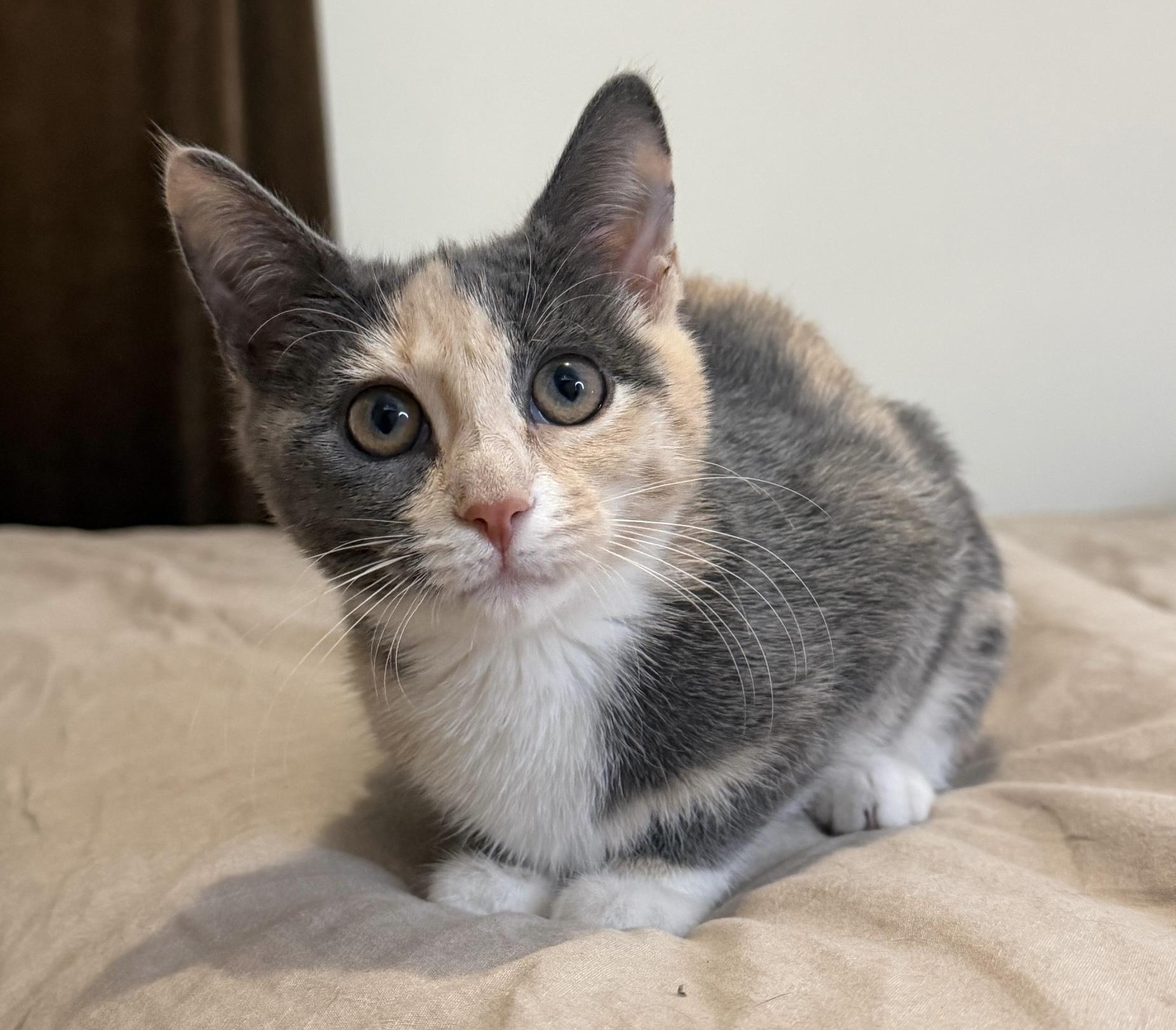 Marley, an adopted Domestic Short Hair in Brooklyn, NY image 2/2