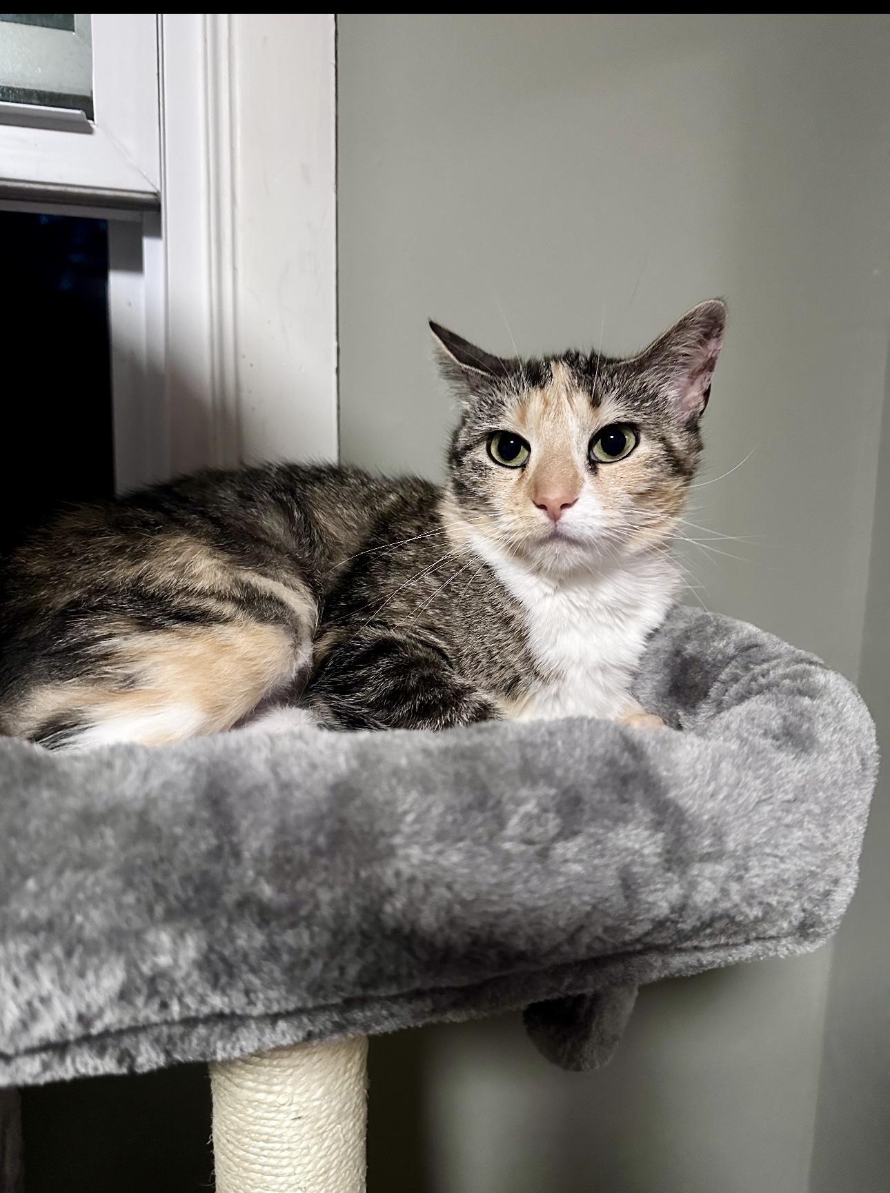 NALAH, a Adoptable mixed breed in Kennebunk , ME image 2/2