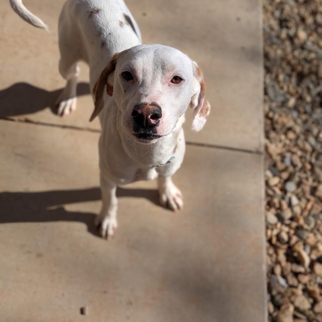 Birdie (BAS), Adoptable, Young Female Pointer & Mixed Breed.
