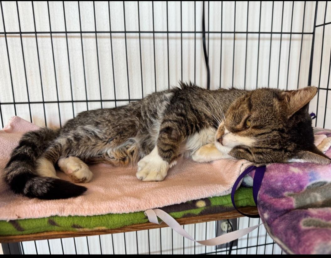 Archie, a Adoptable mixed breed in Albuquerque, NM image 5/6