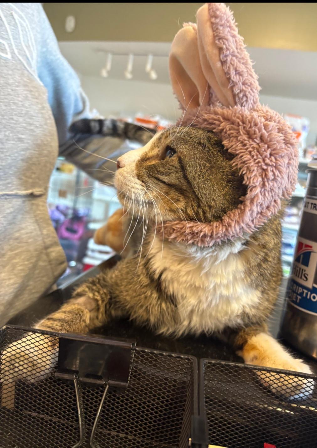 Archie, a Adoptable mixed breed in Albuquerque, NM image 6/6