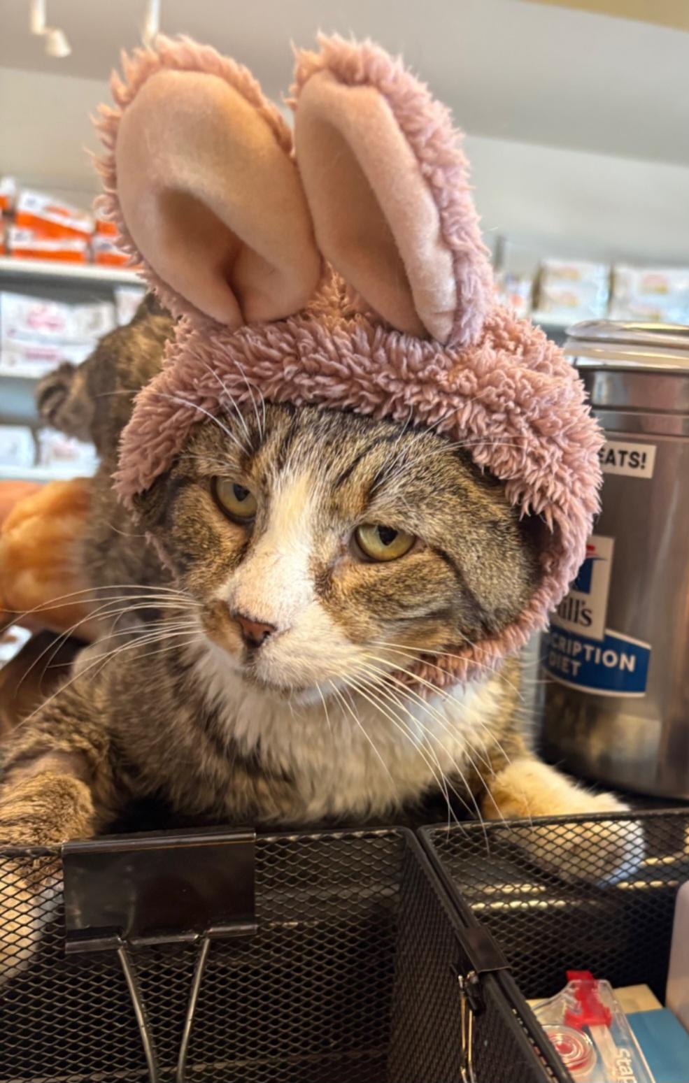 Archie, Adoptable, Senior Male Tabby.