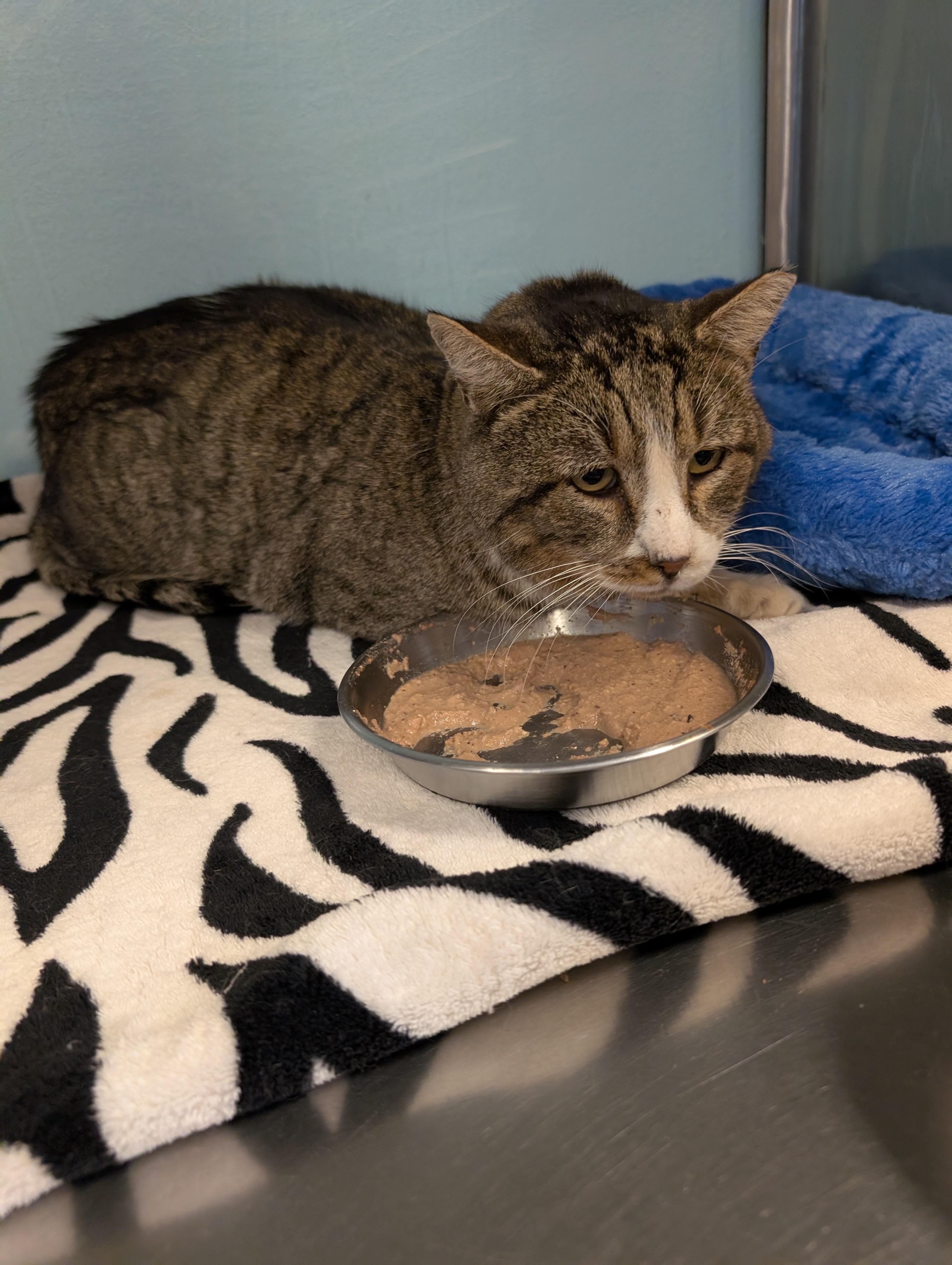 Archie, a Adoptable mixed breed in Albuquerque, NM image 4/6