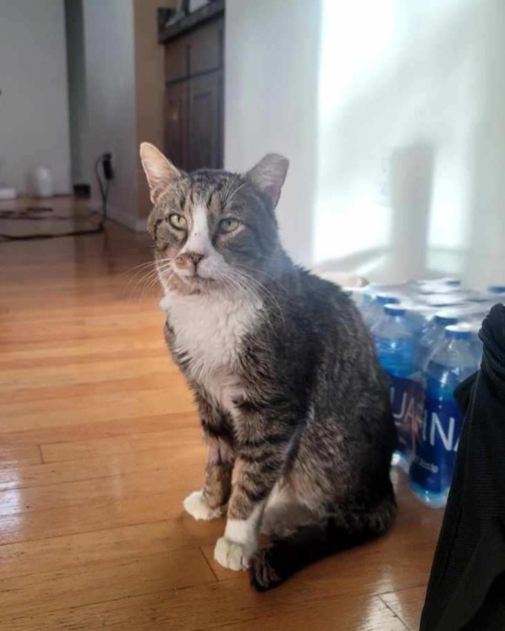 Archie, a Adoptable mixed breed in Albuquerque, NM image 2/6