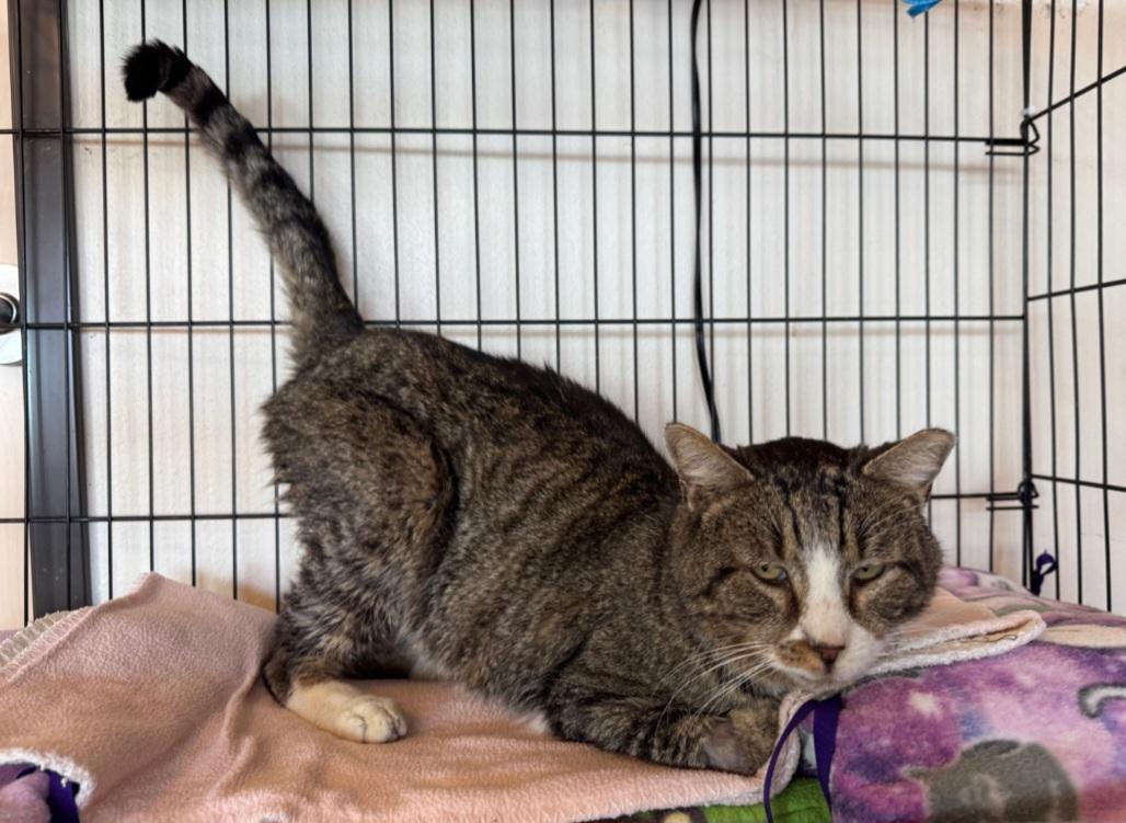 Archie, a Adoptable mixed breed in Albuquerque, NM image 3/6