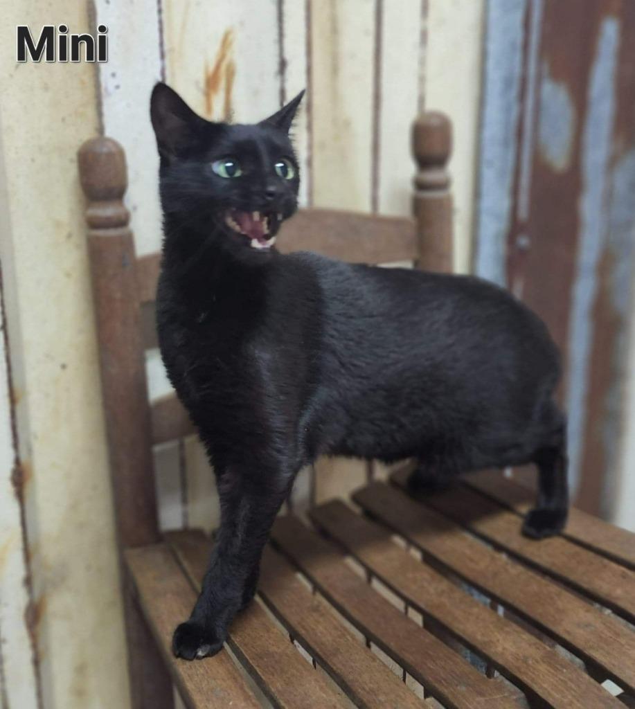 Enlarge Mini, a Adoptable Calico in El Dorado, AR image 1/1