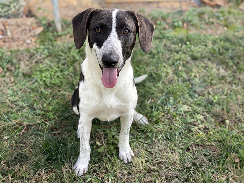 Lou, a ADOPTABLE Mixed Breed in Charles Town, WV image 6/6