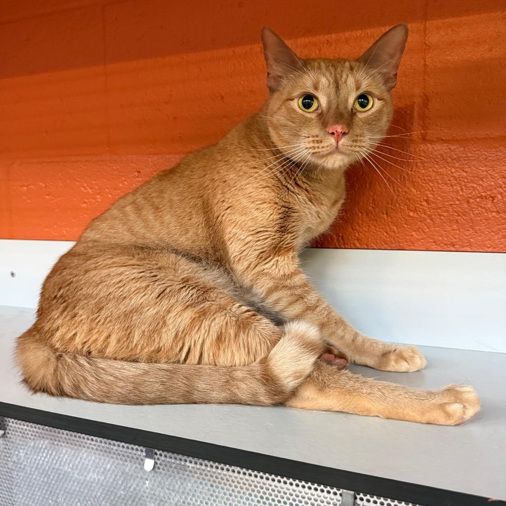 Enlarge Thunder, a Adoptable Domestic Short Hair in Sarasota, FL image 1/6