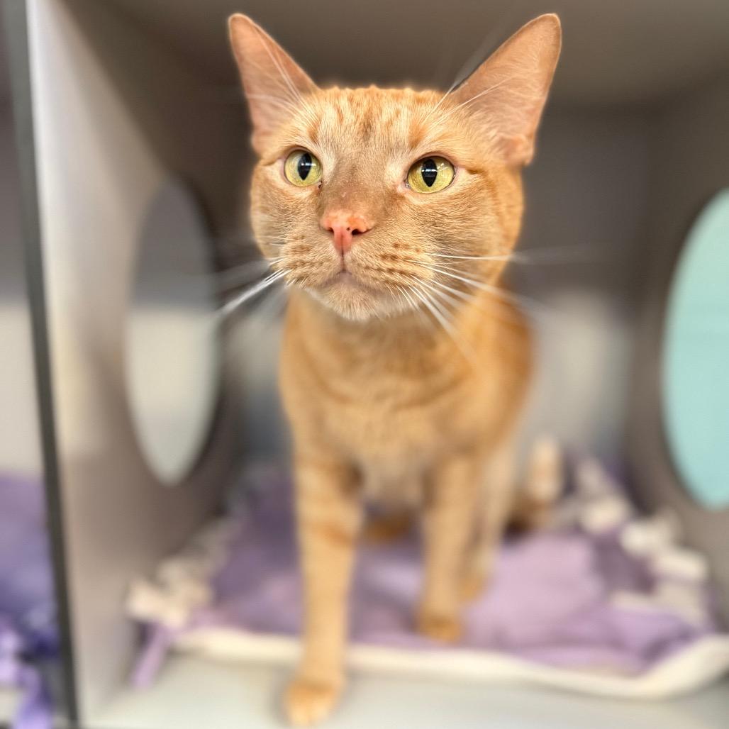 Enlarge Thunder, a Adoptable Domestic Short Hair in Sarasota, FL image 2/6