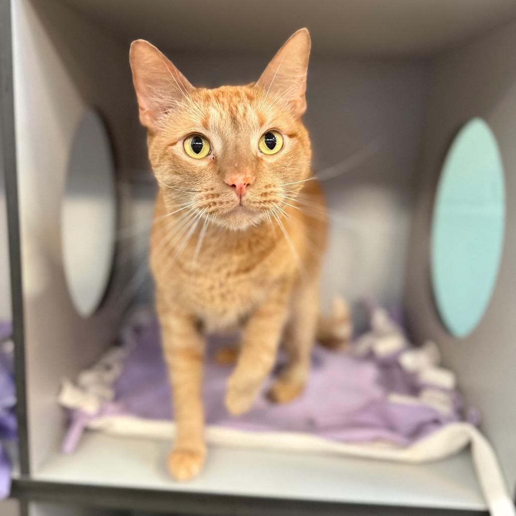 Enlarge Thunder, a Adoptable Domestic Short Hair in Sarasota, FL image 3/6