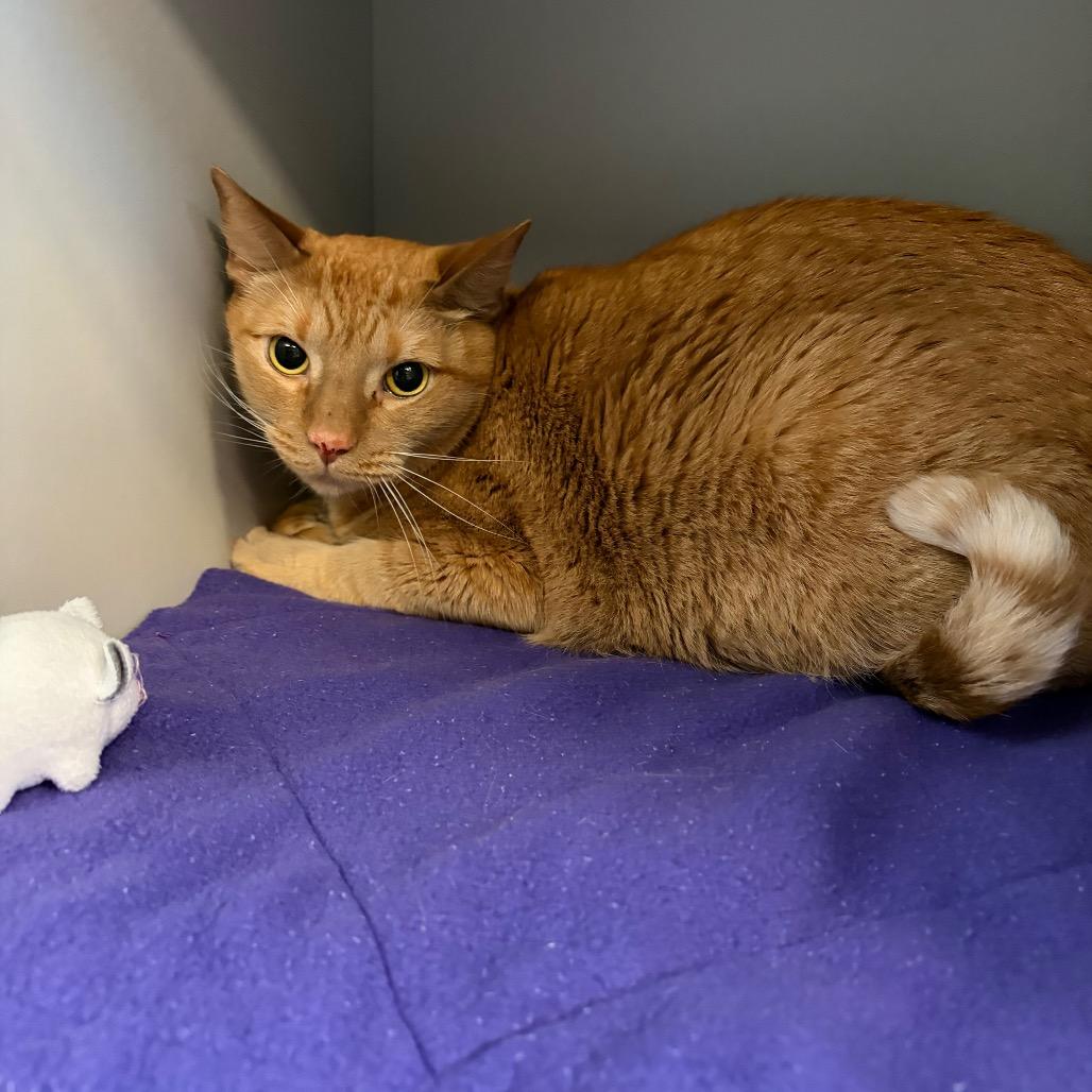 Enlarge Thunder, a Adoptable Domestic Short Hair in Sarasota, FL image 4/6
