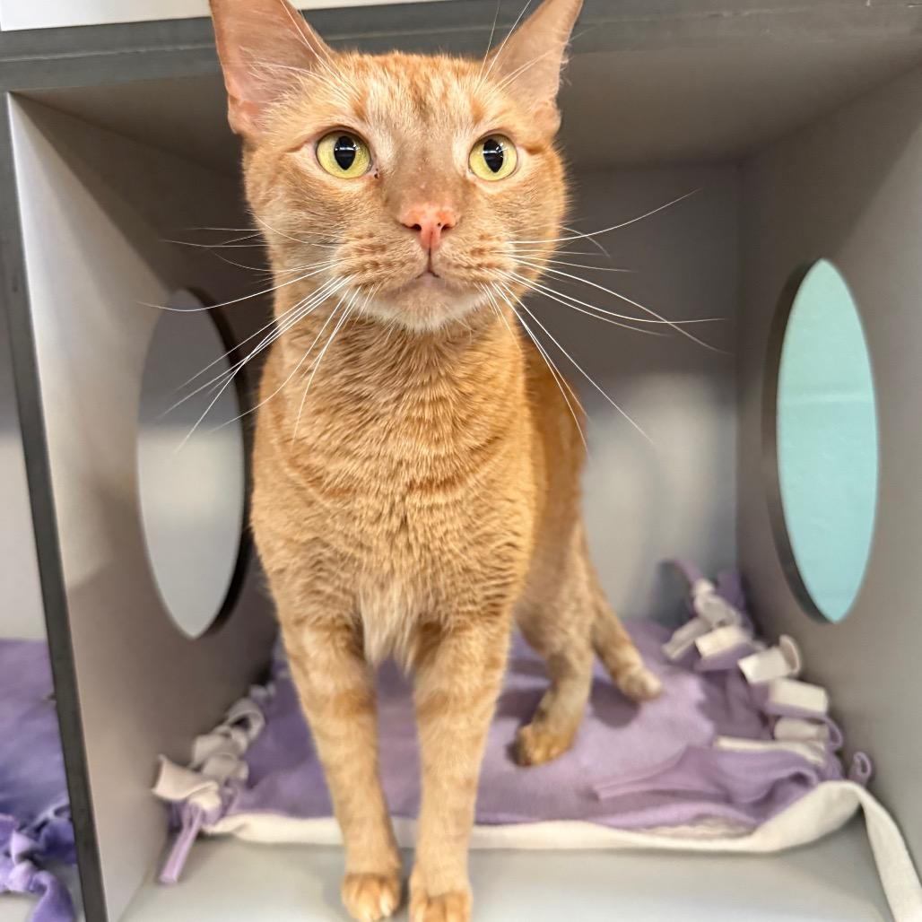 Enlarge Thunder, a Adoptable Domestic Short Hair in Sarasota, FL image 5/6