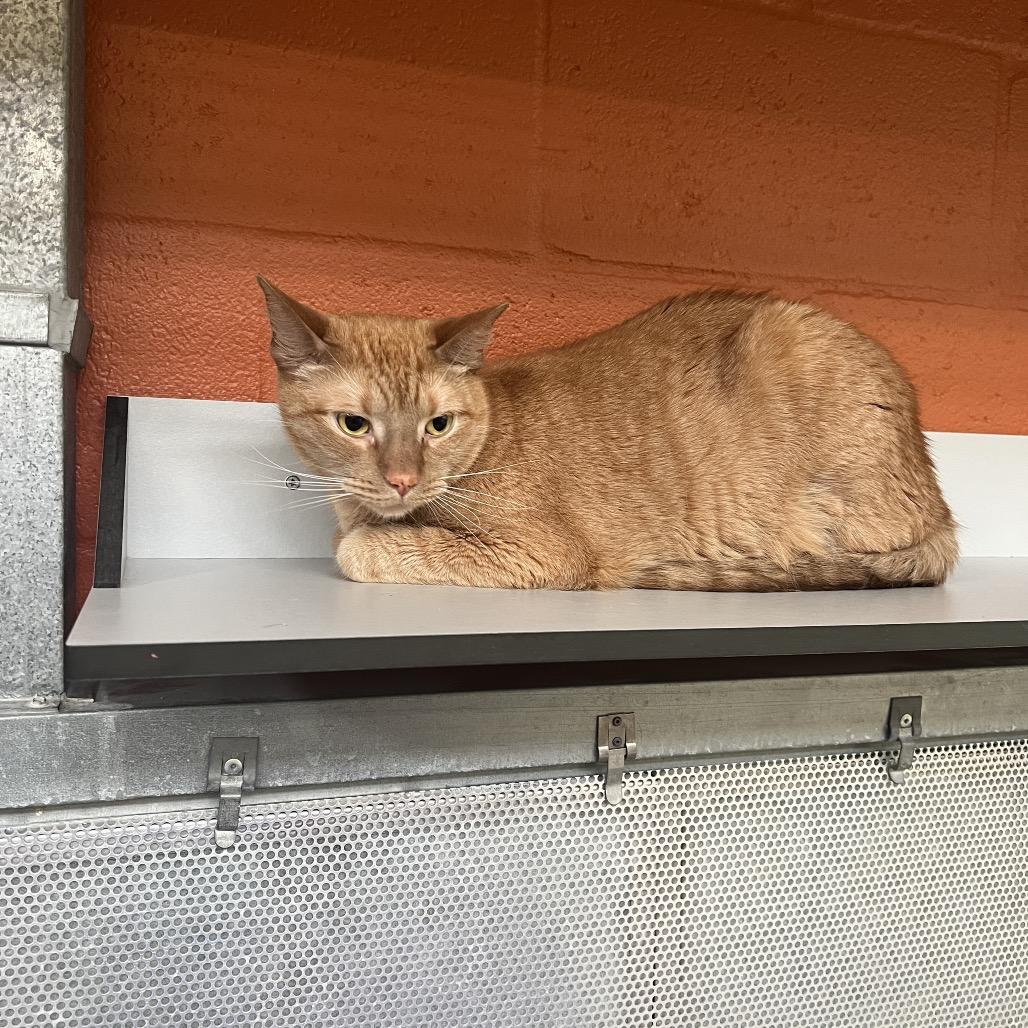 Enlarge Thunder, a Adoptable Domestic Short Hair in Sarasota, FL image 6/6